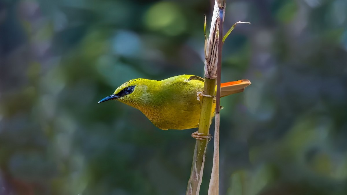 Fire-tailed Myzornis - yonexer bill