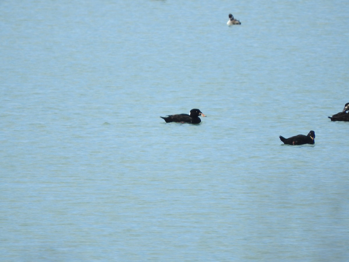 Surf Scoter - ML616778240