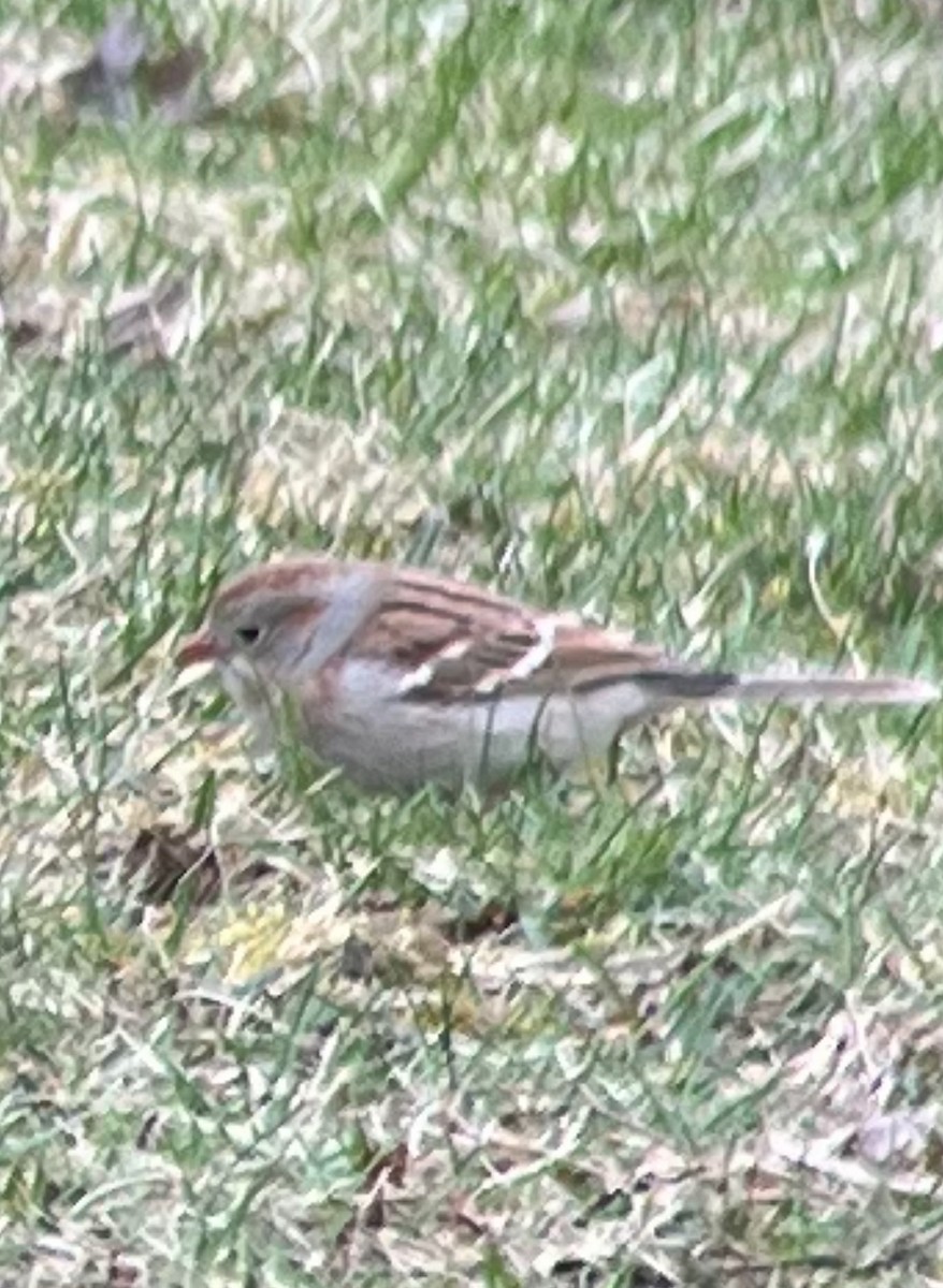 Field Sparrow - ML616778244