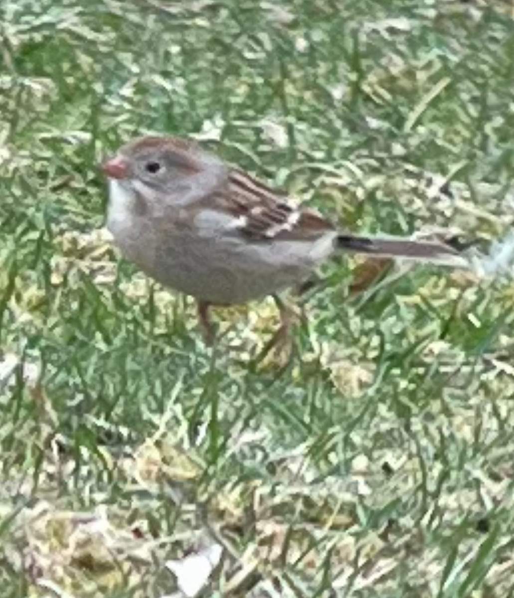 Field Sparrow - ML616778245