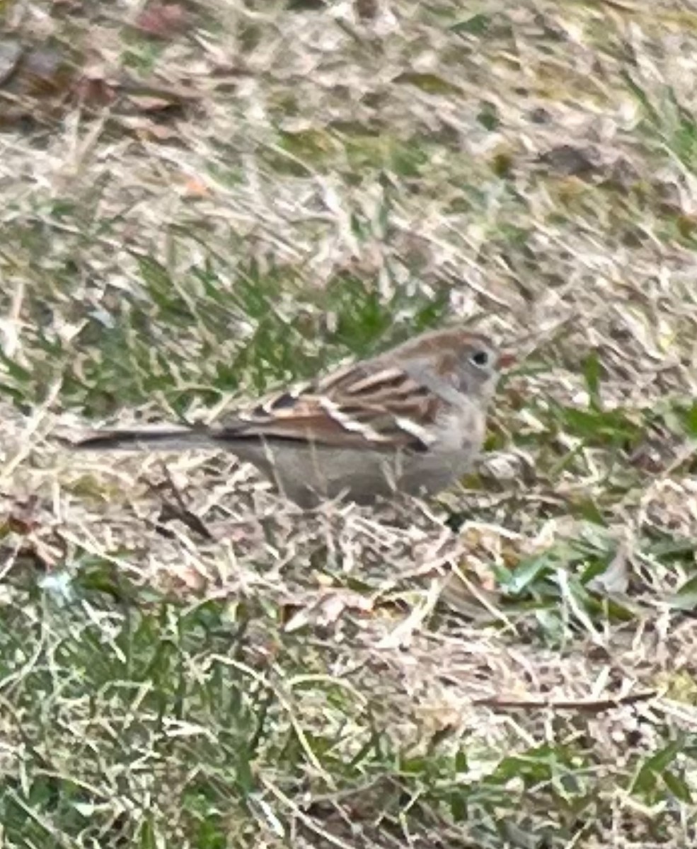 Field Sparrow - ML616778246