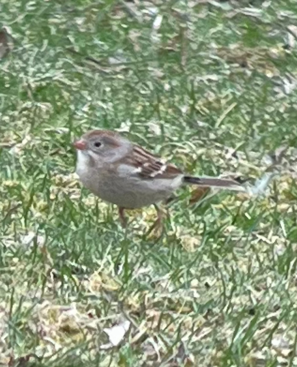 Field Sparrow - ML616778247