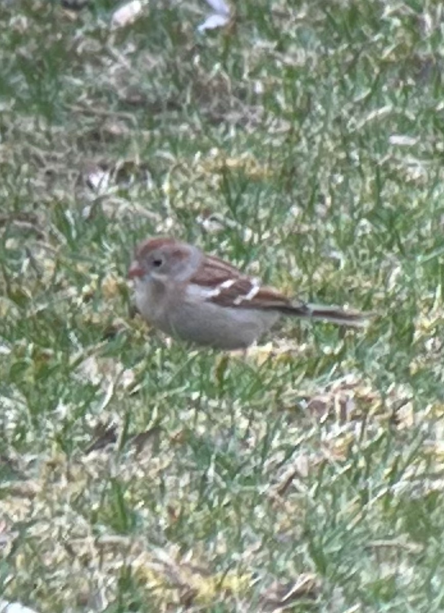 Field Sparrow - ML616778248