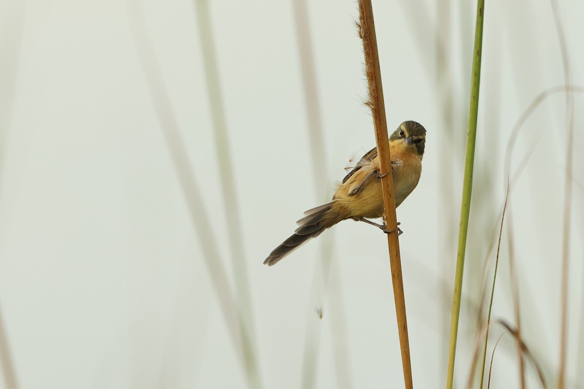 Long-tailed Reed Finch - Serge Rivard