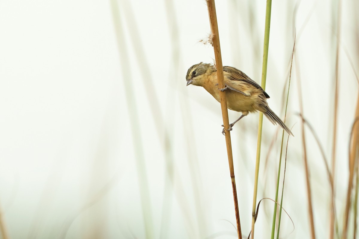 Long-tailed Reed Finch - Serge Rivard