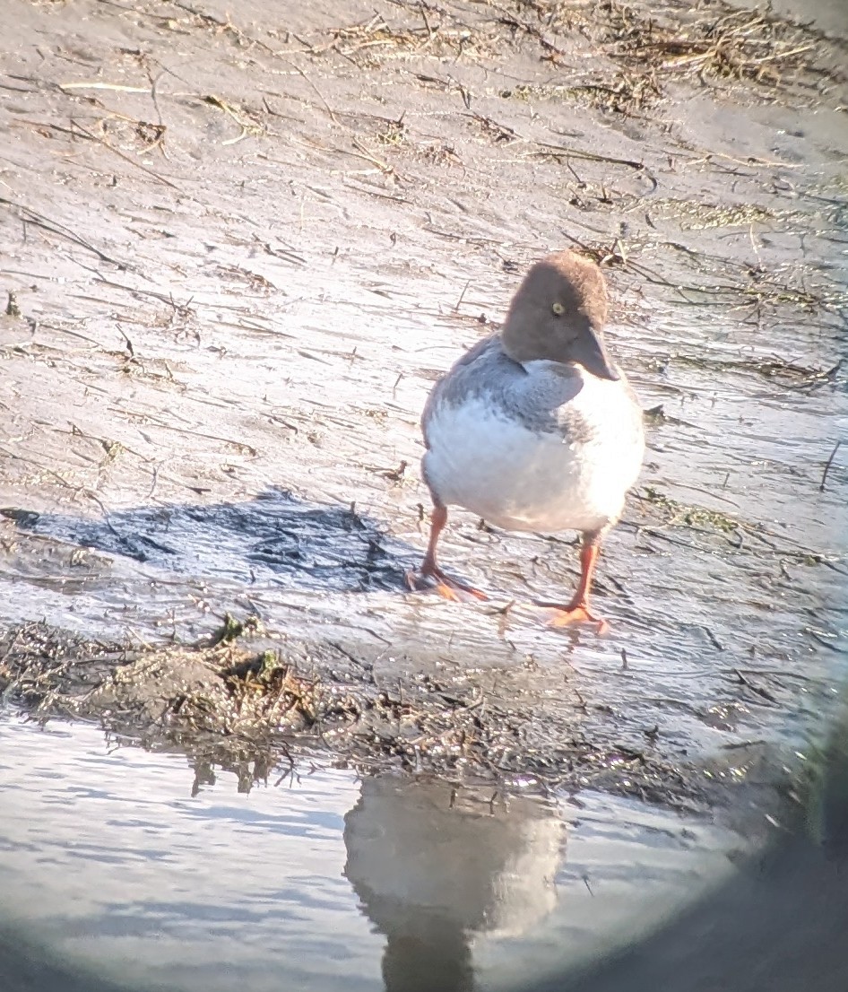 Common Goldeneye - ML616778276