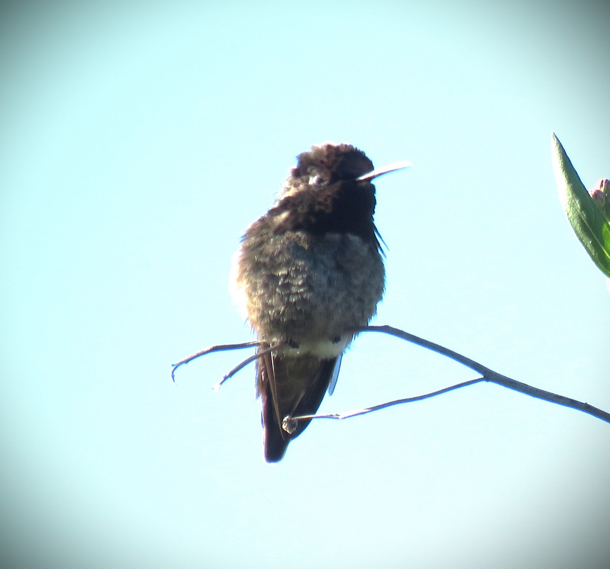 Anna's Hummingbird - ML616778283