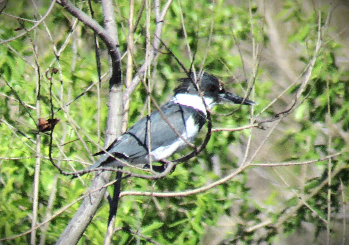 Belted Kingfisher - ML616778288