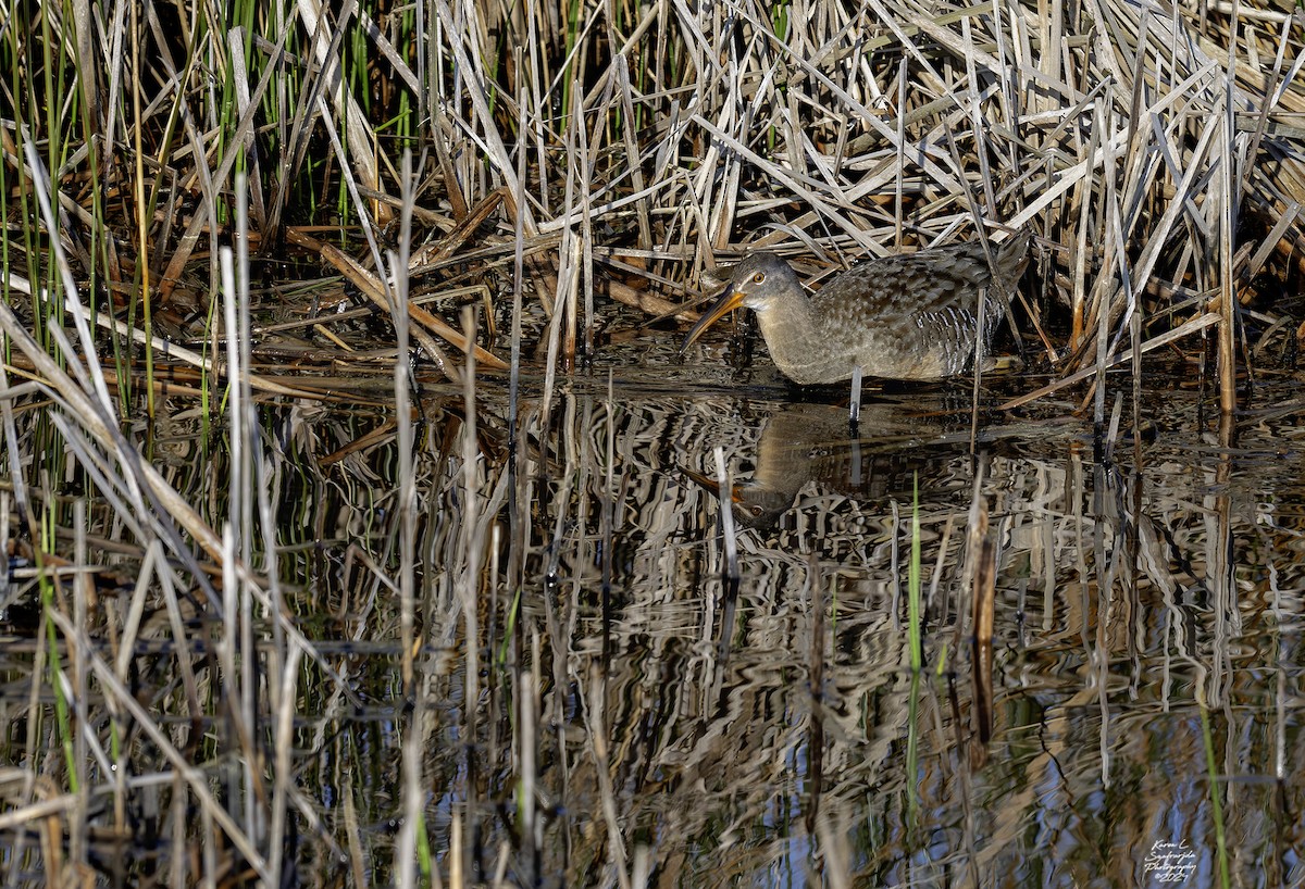 Clapper Rail - ML616778328