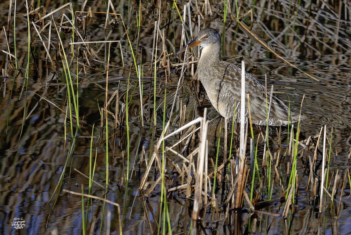 Clapper Rail - ML616778329