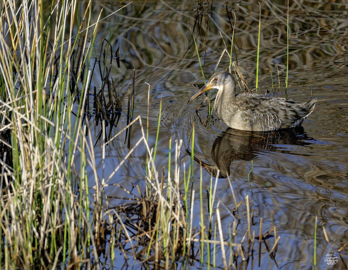 Clapper Rail - ML616778330