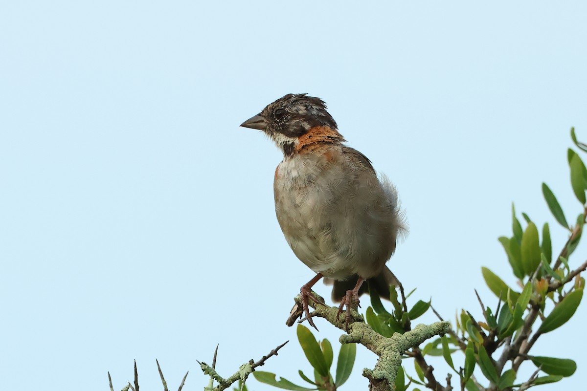 Rufous-collared Sparrow - Serge Rivard