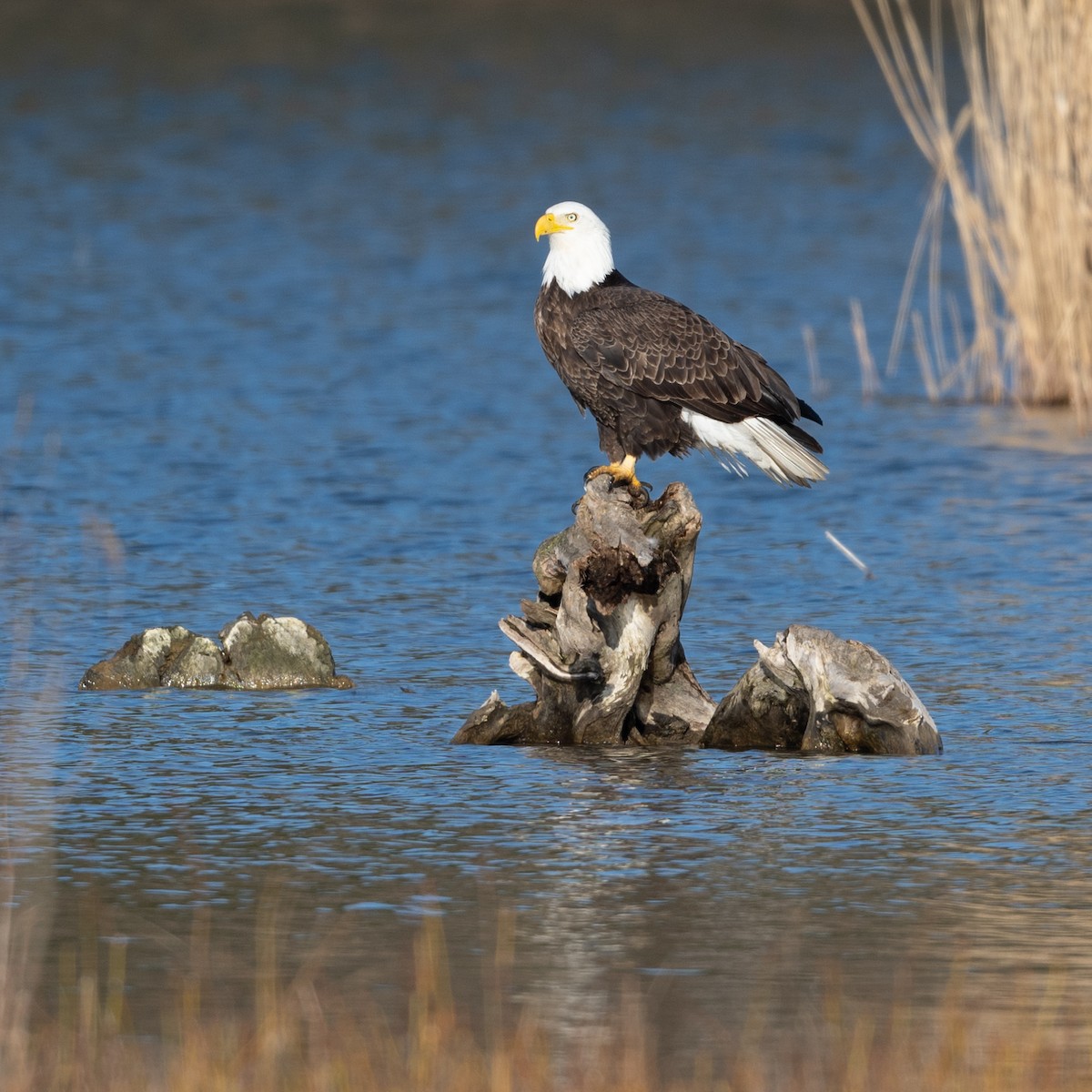 Weißkopf-Seeadler - ML616778448