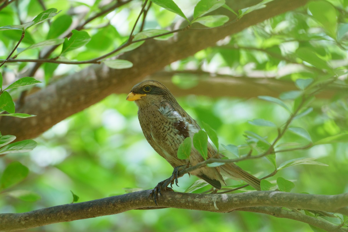 Yellow-billed Shrike - ML616778458