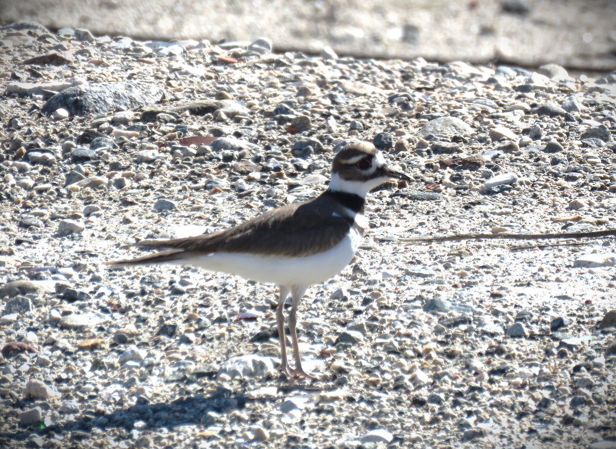 Killdeer - Michael Long