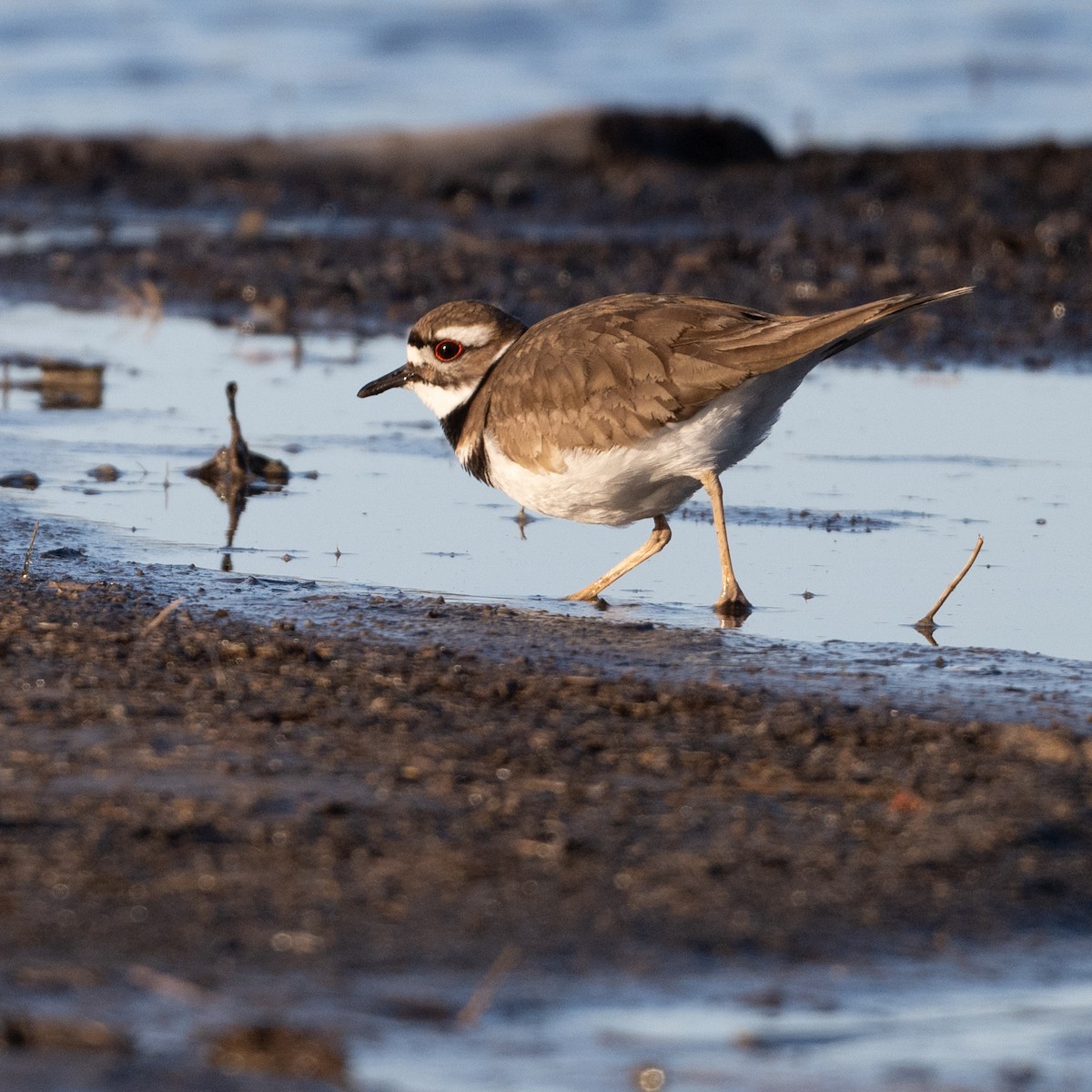 Killdeer - Alan Middleton