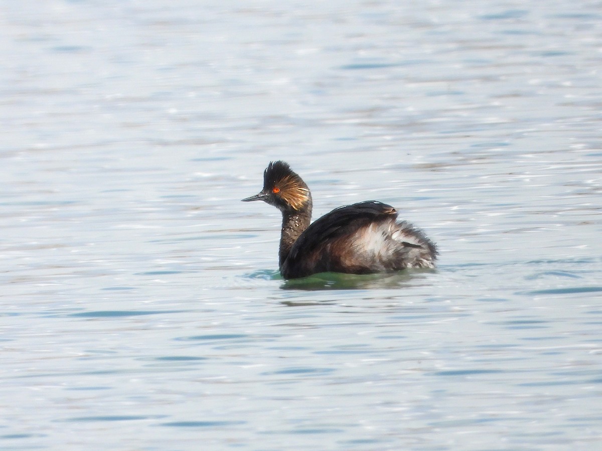 Eared Grebe - ML616778526