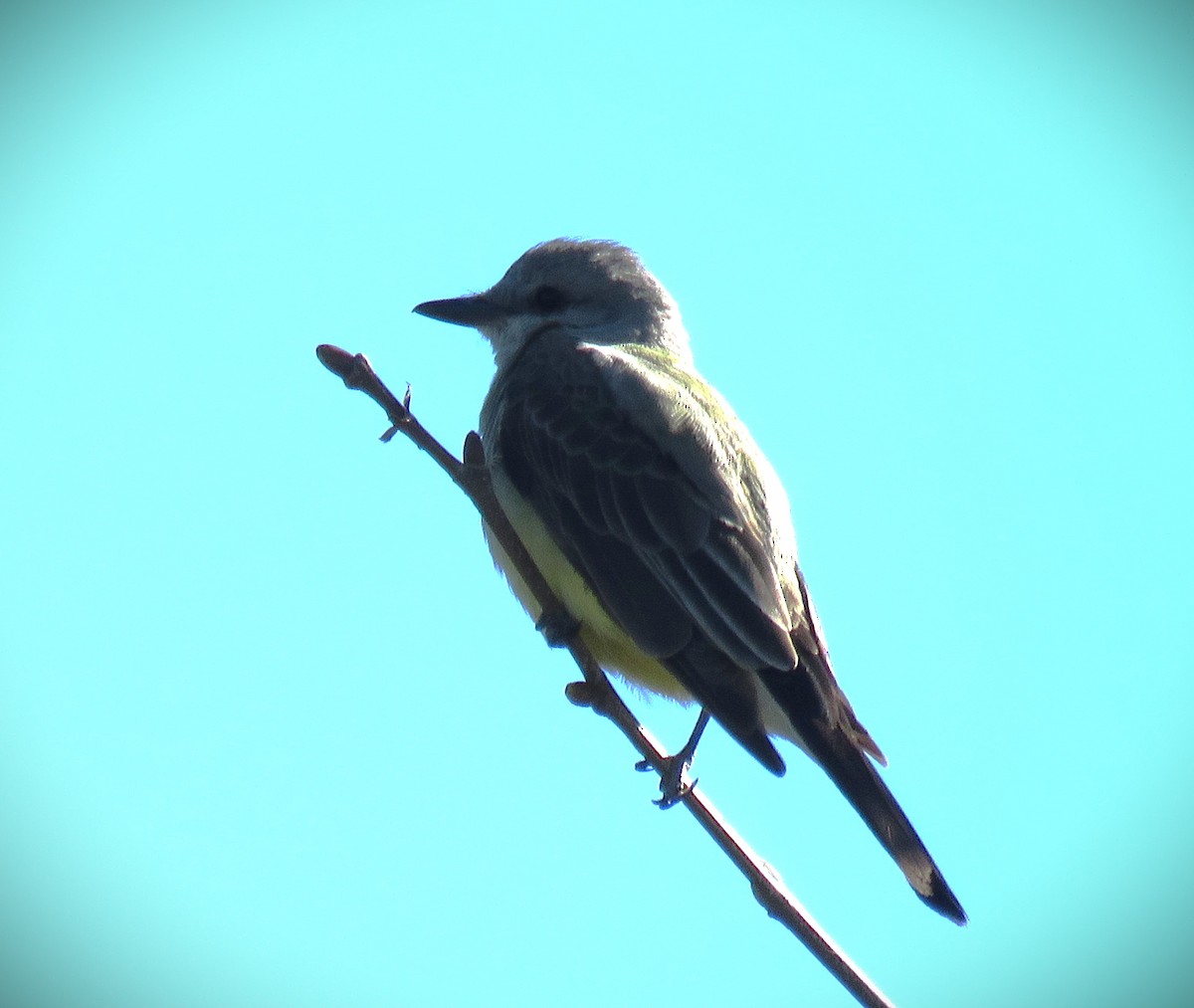 Western Kingbird - Michael Long