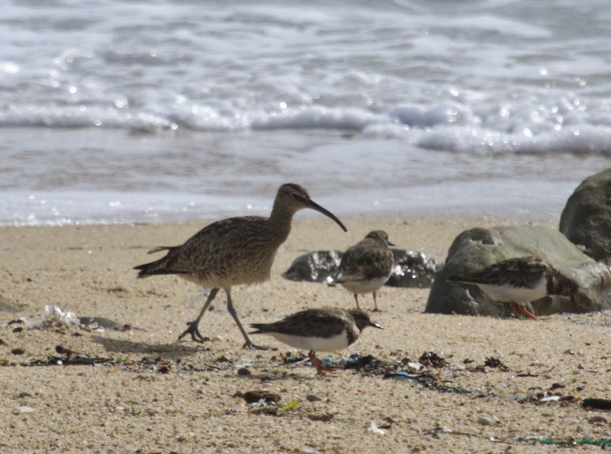 Whimbrel - ML616778574