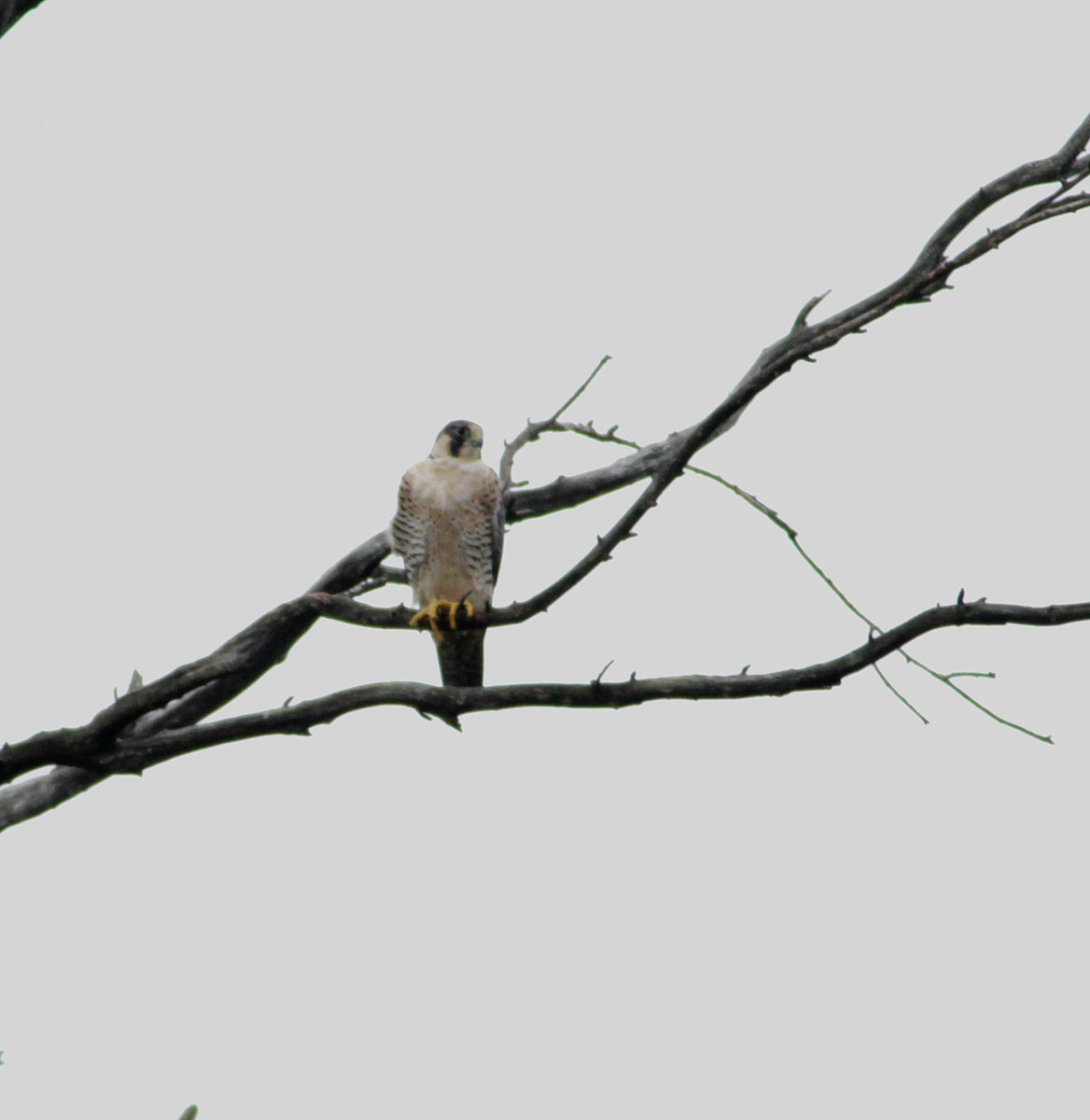 Peregrine Falcon (Tundra) - jesus  enrique