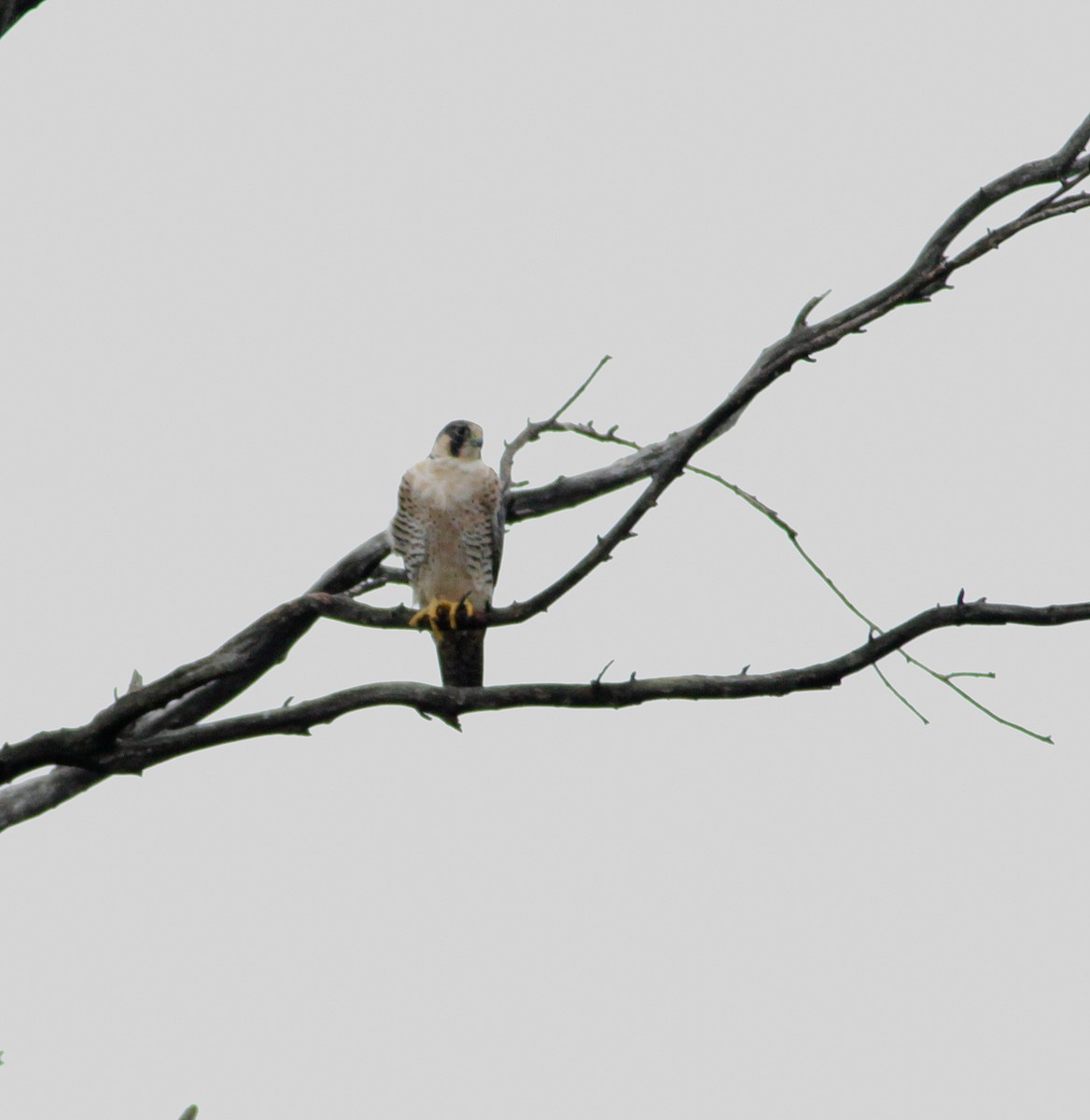 Peregrine Falcon (Tundra) - ML616778584