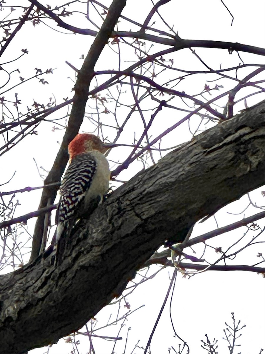 Red-bellied Woodpecker - ML616778595