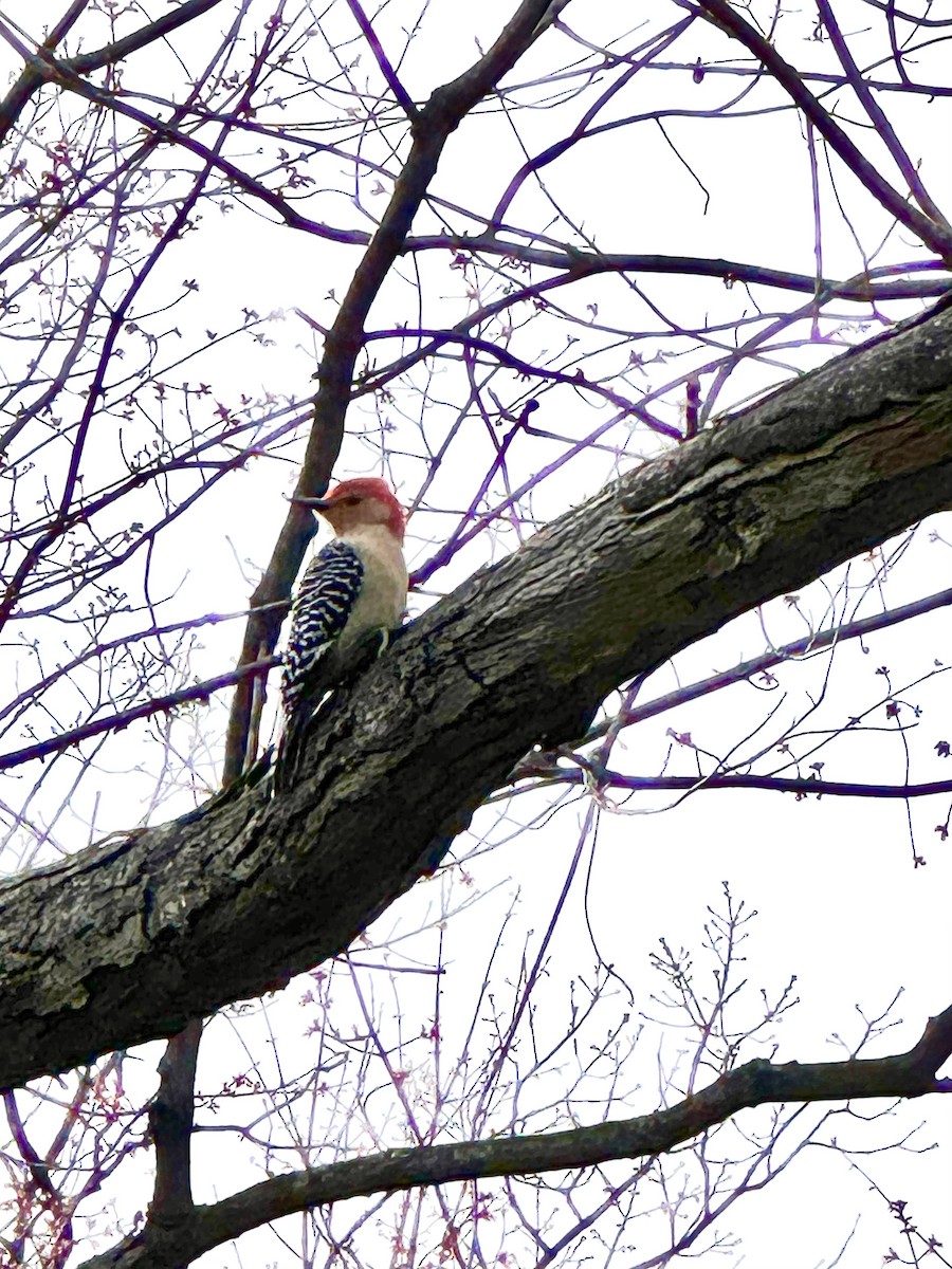 Red-bellied Woodpecker - ML616778596