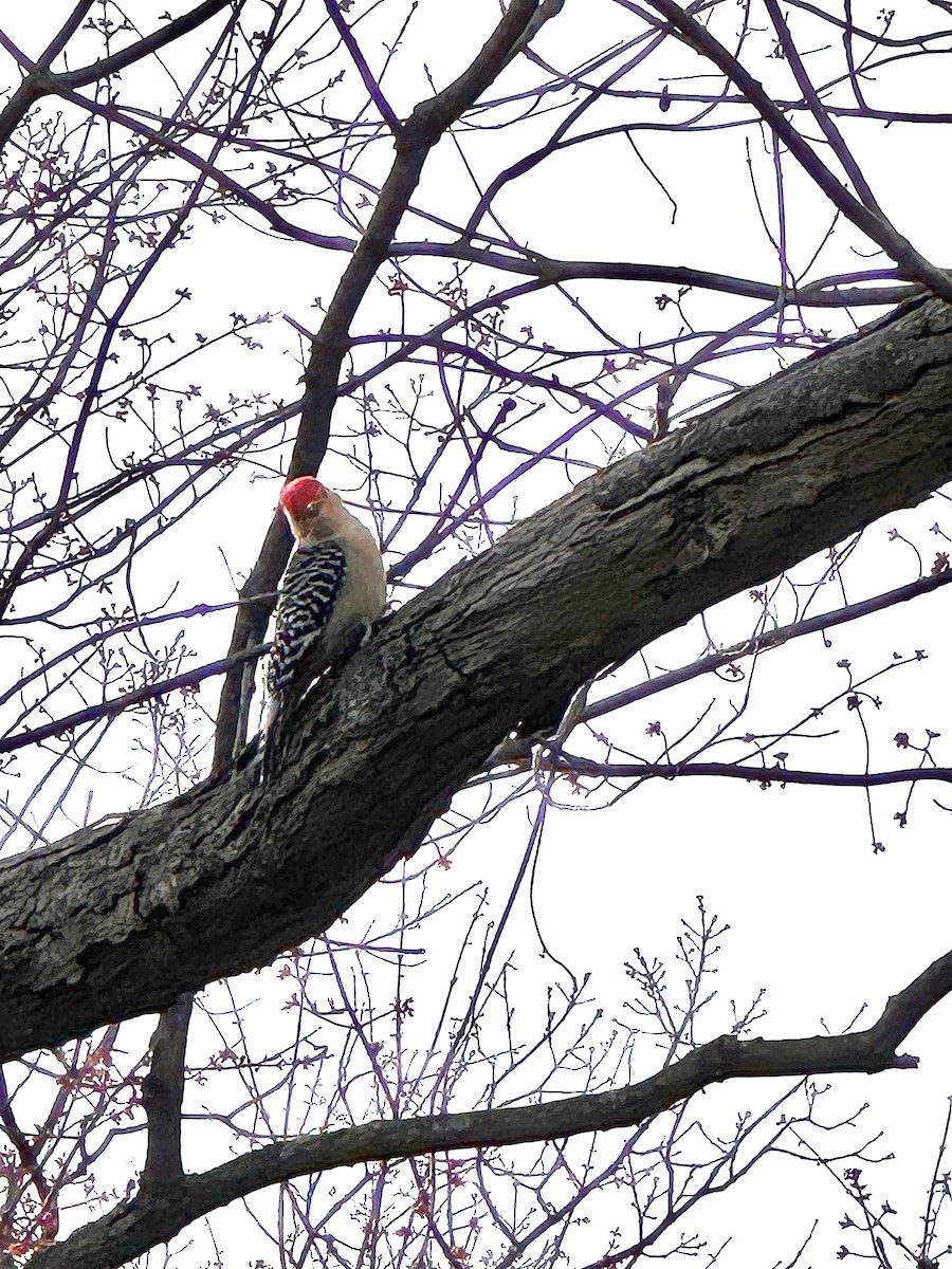 Red-bellied Woodpecker - harly weinstock