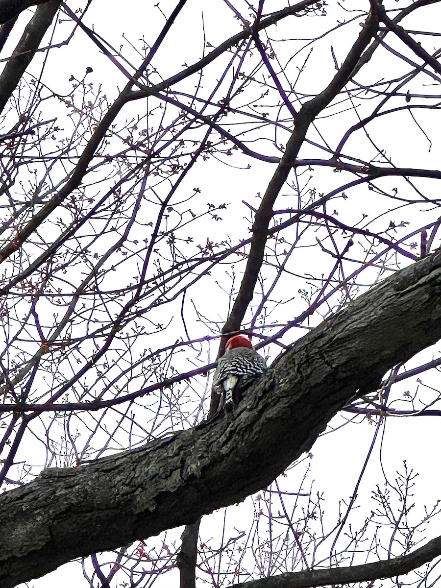 Red-bellied Woodpecker - ML616778598