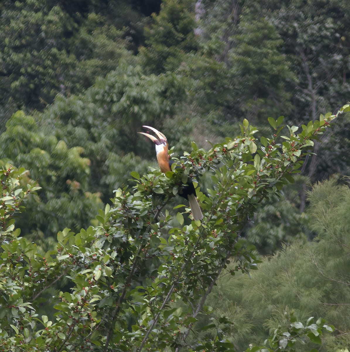 Papuahornvogel - ML616778606