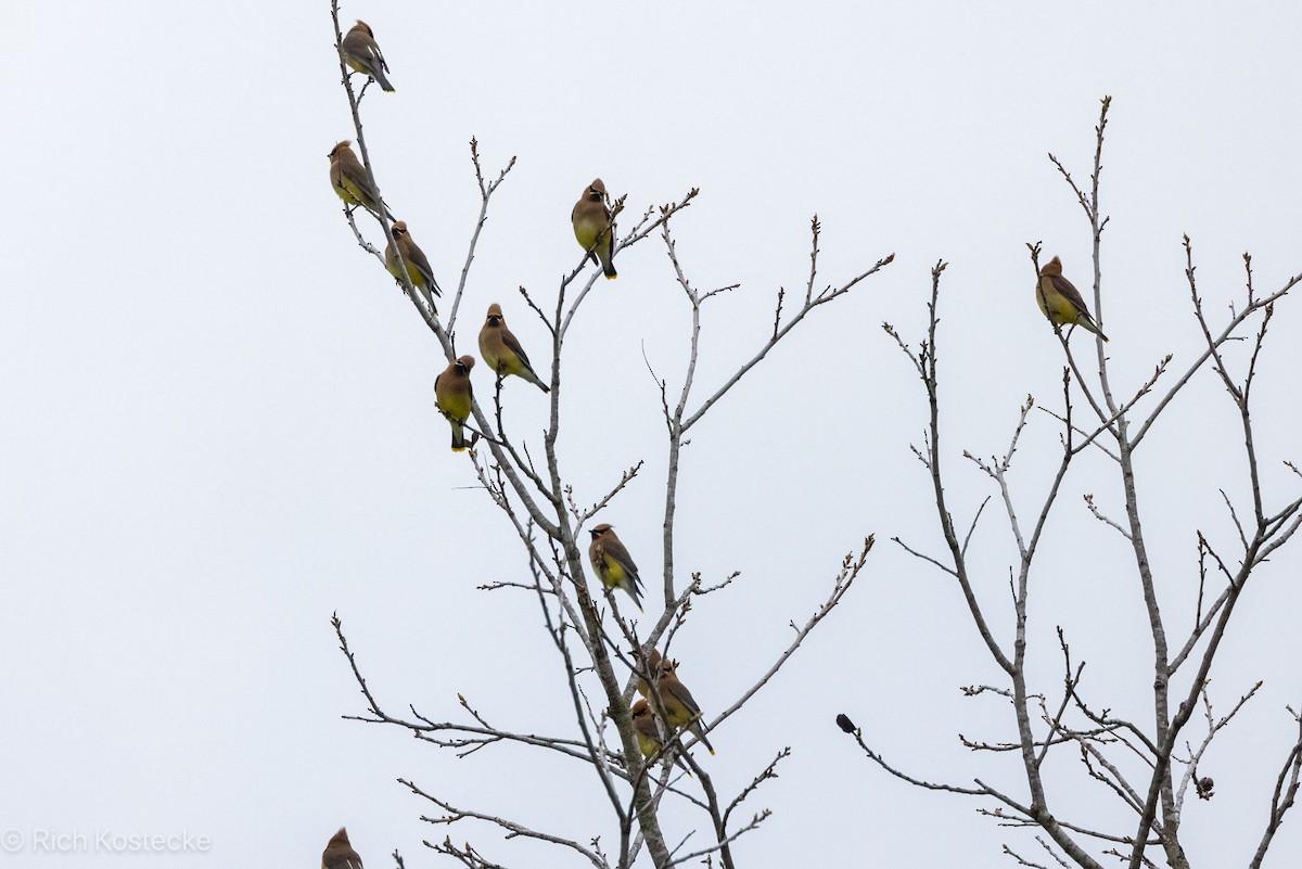 Cedar Waxwing - ML616778610