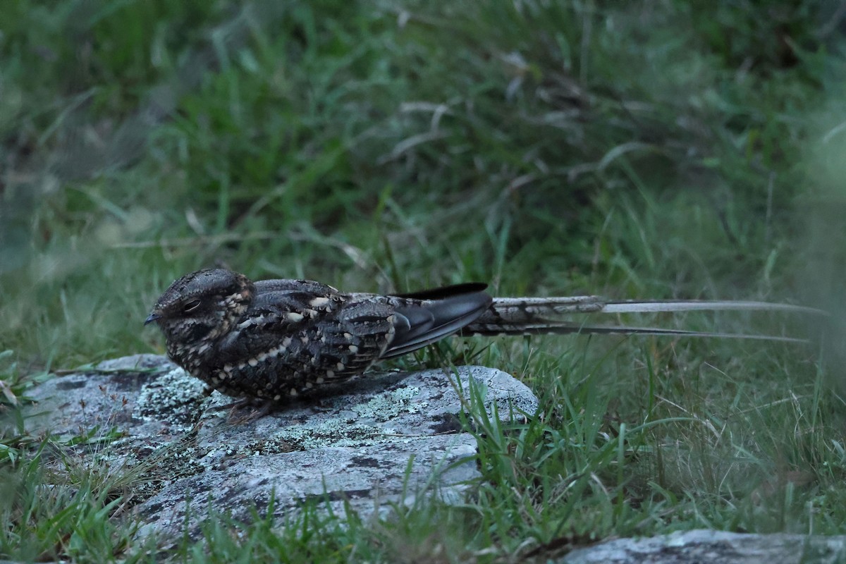 Scissor-tailed Nightjar - Serge Rivard