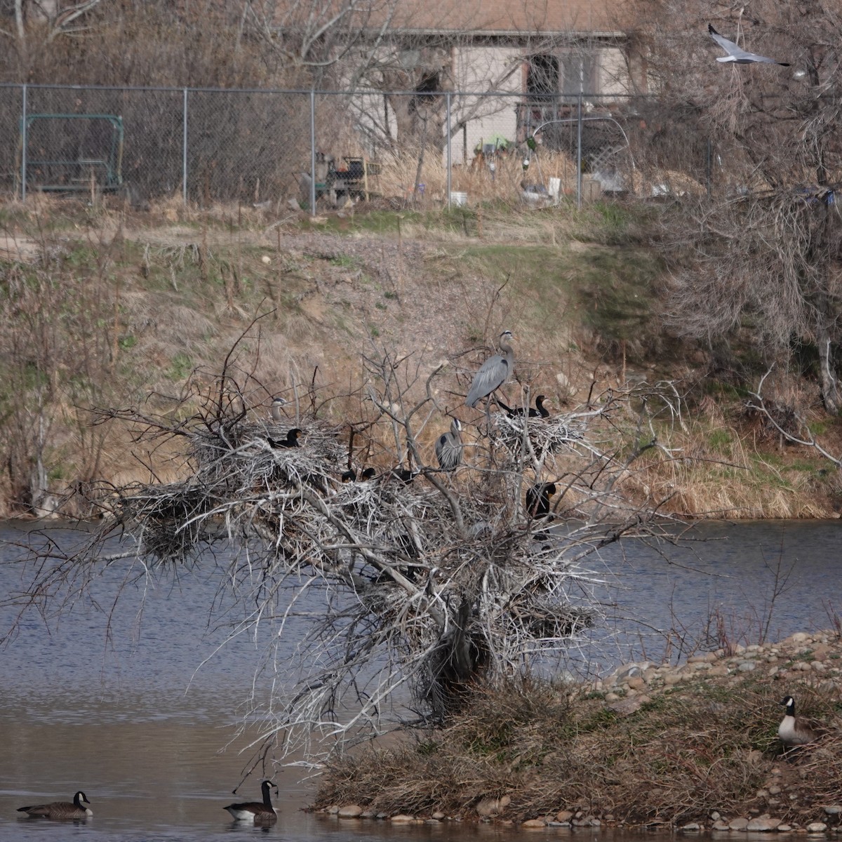 Double-crested Cormorant - ML616778672