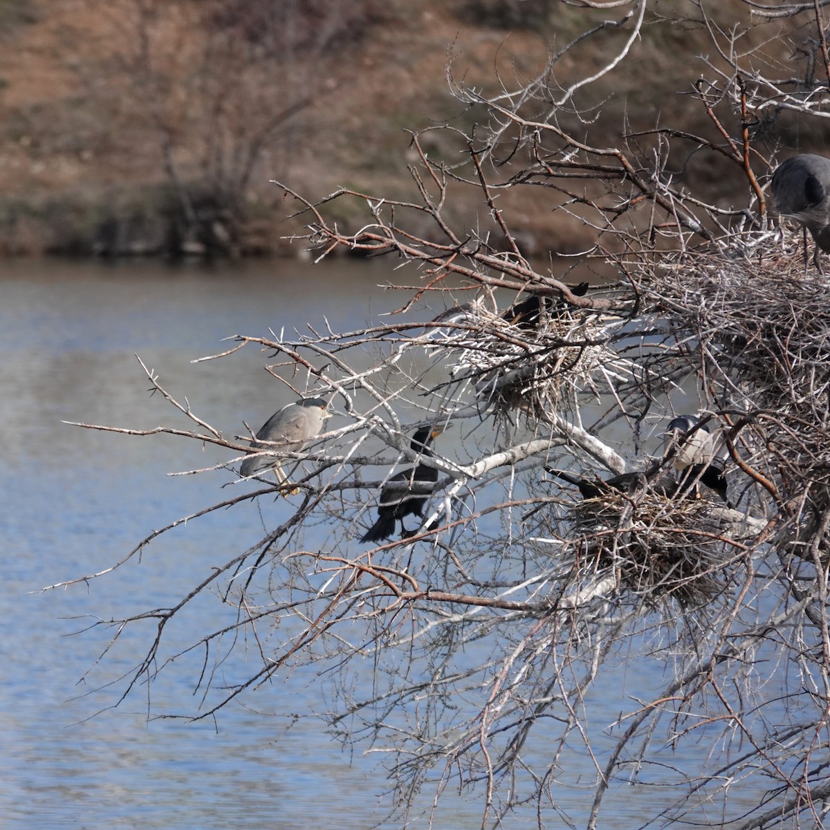 Black-crowned Night Heron - ML616778689