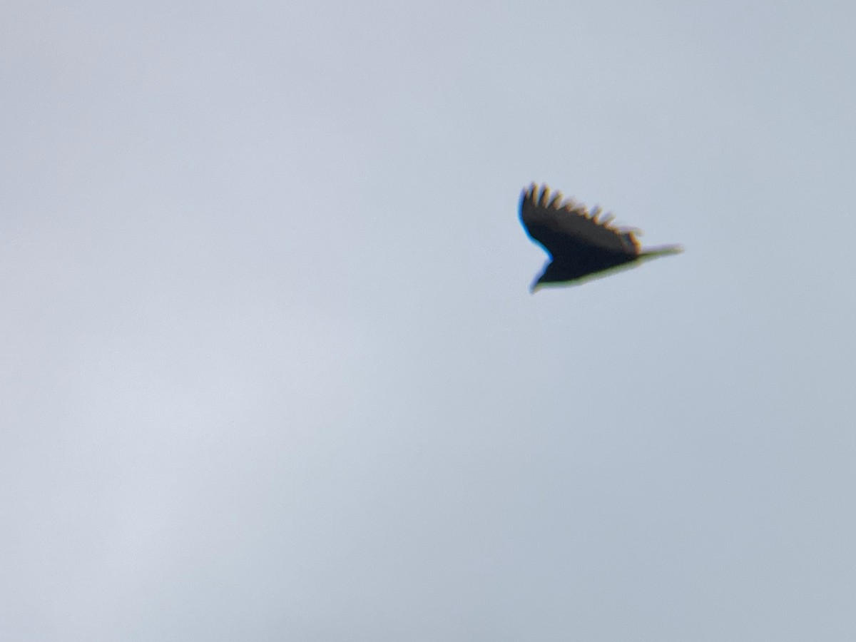 Turkey Vulture - ML616778696