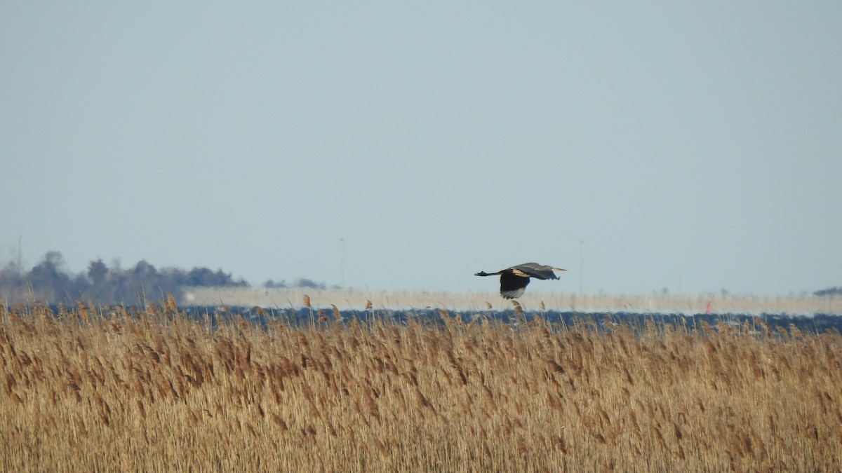 Great Blue Heron - ML616778697