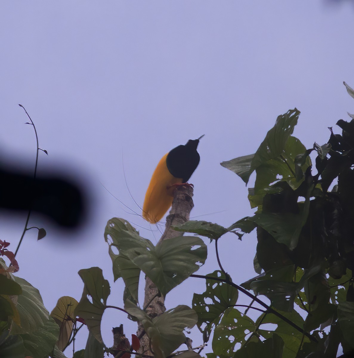 Twelve-wired Bird-of-Paradise - Gary Rosenberg