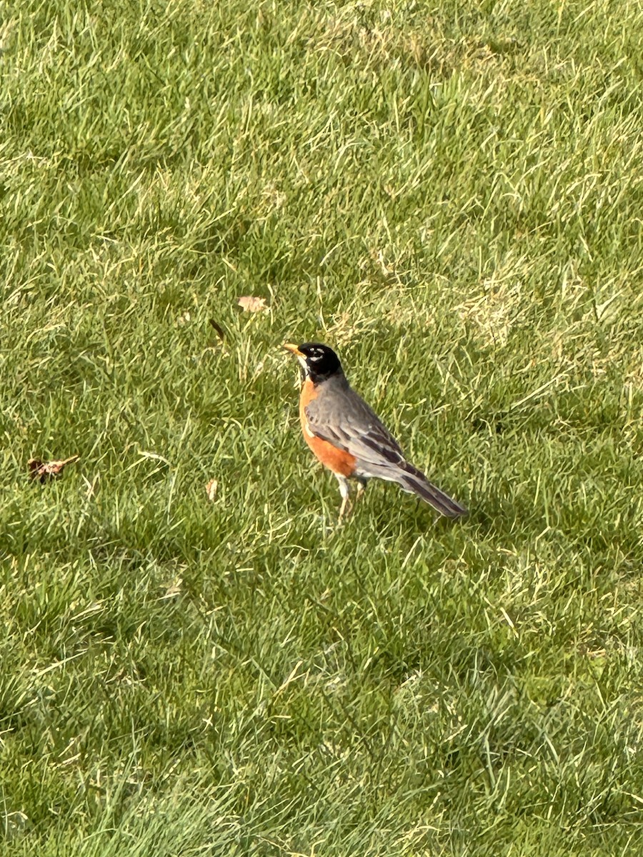 American Robin - ML616778722