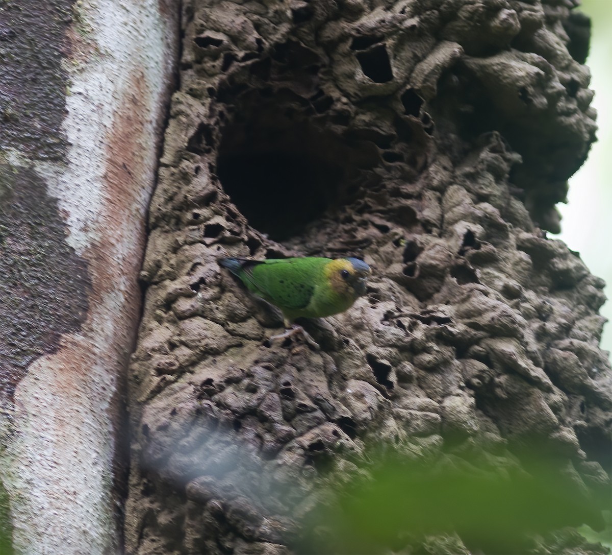 Buff-faced Pygmy-Parrot - ML616778732