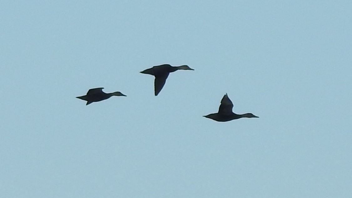 American Black Duck - Vincent Glasser