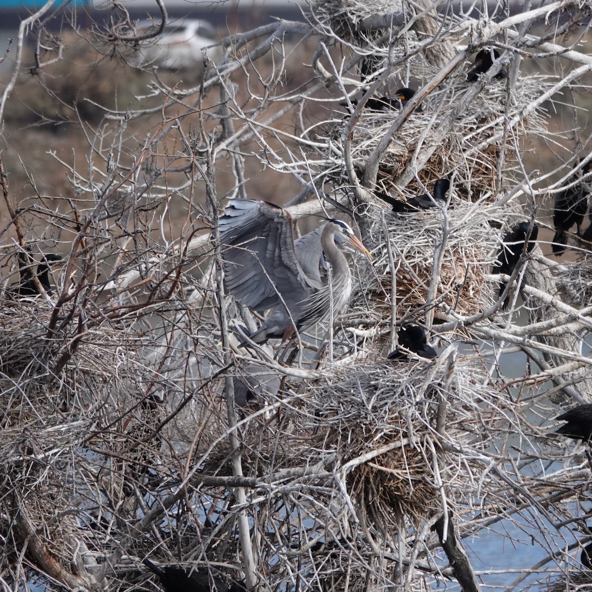 Garza Azulada - ML616778757