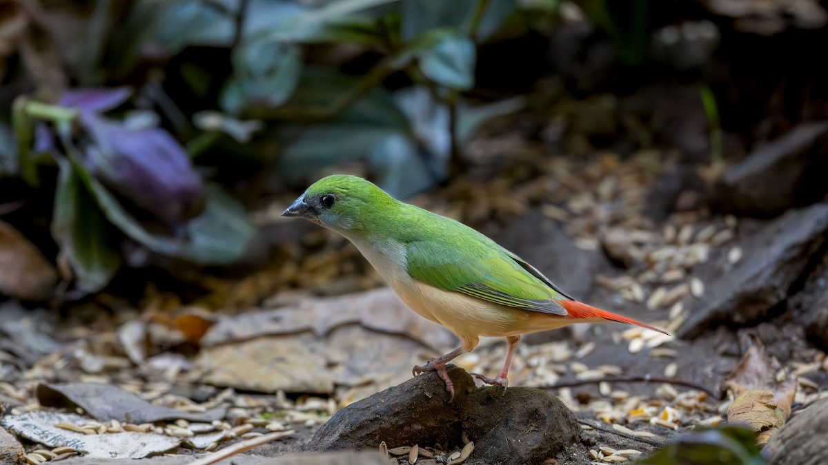 Pin-tailed Parrotfinch - yonexer bill