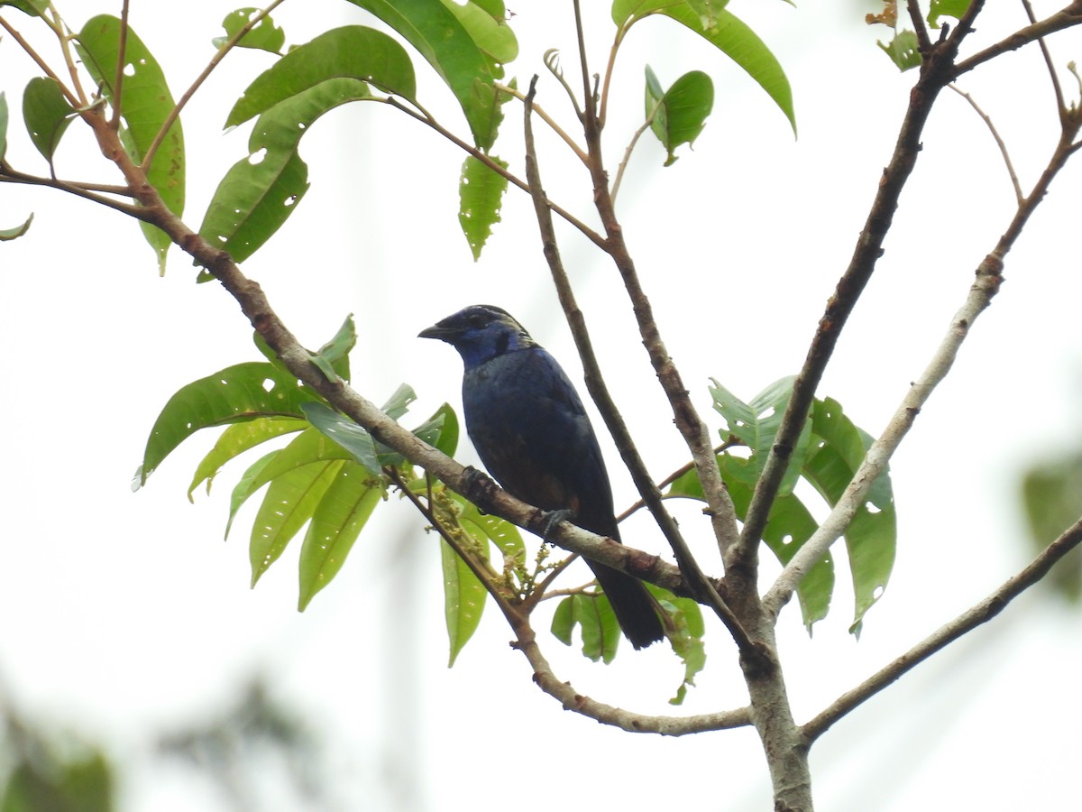 Opal-rumped Tanager - ML616778779