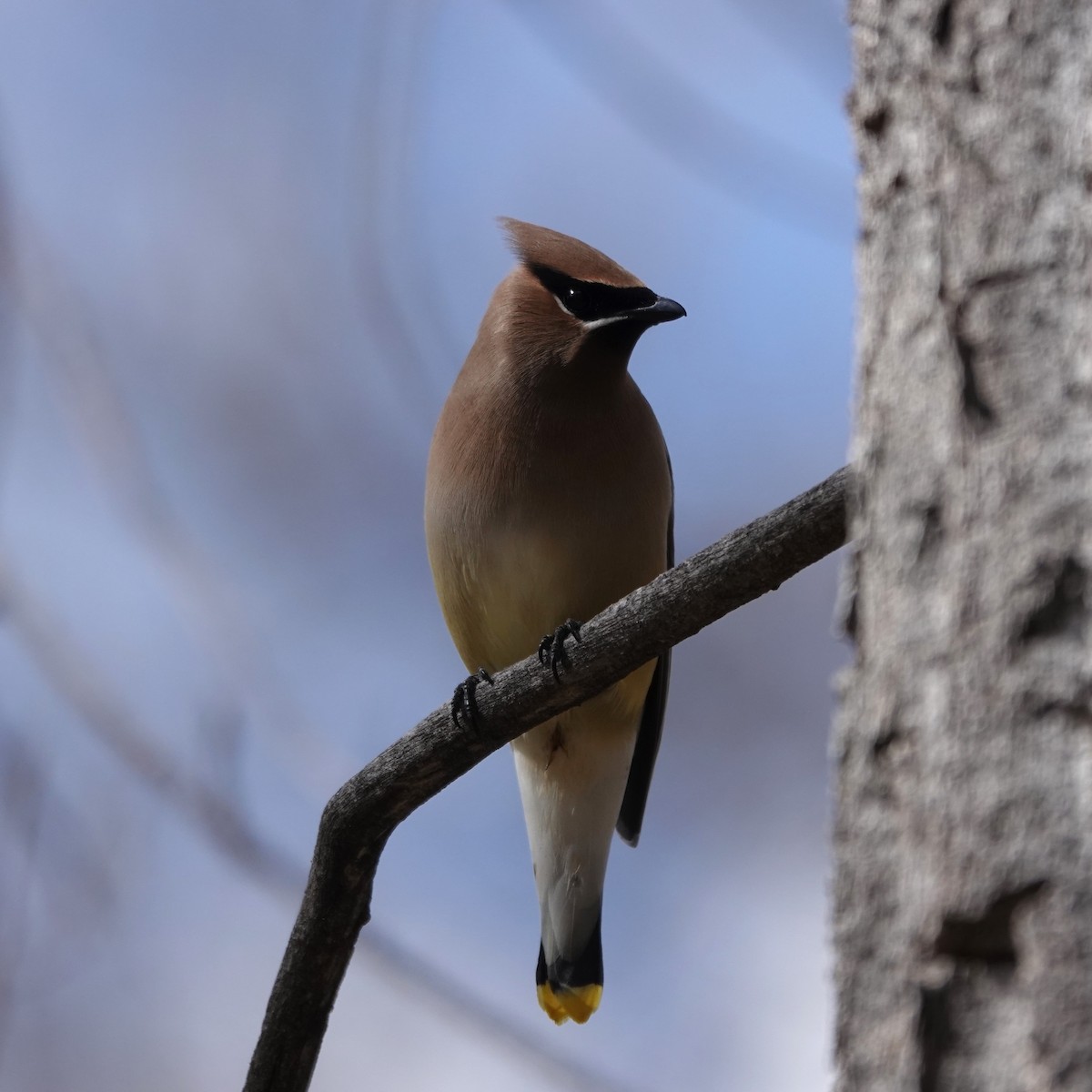 Cedar Waxwing - ML616778785