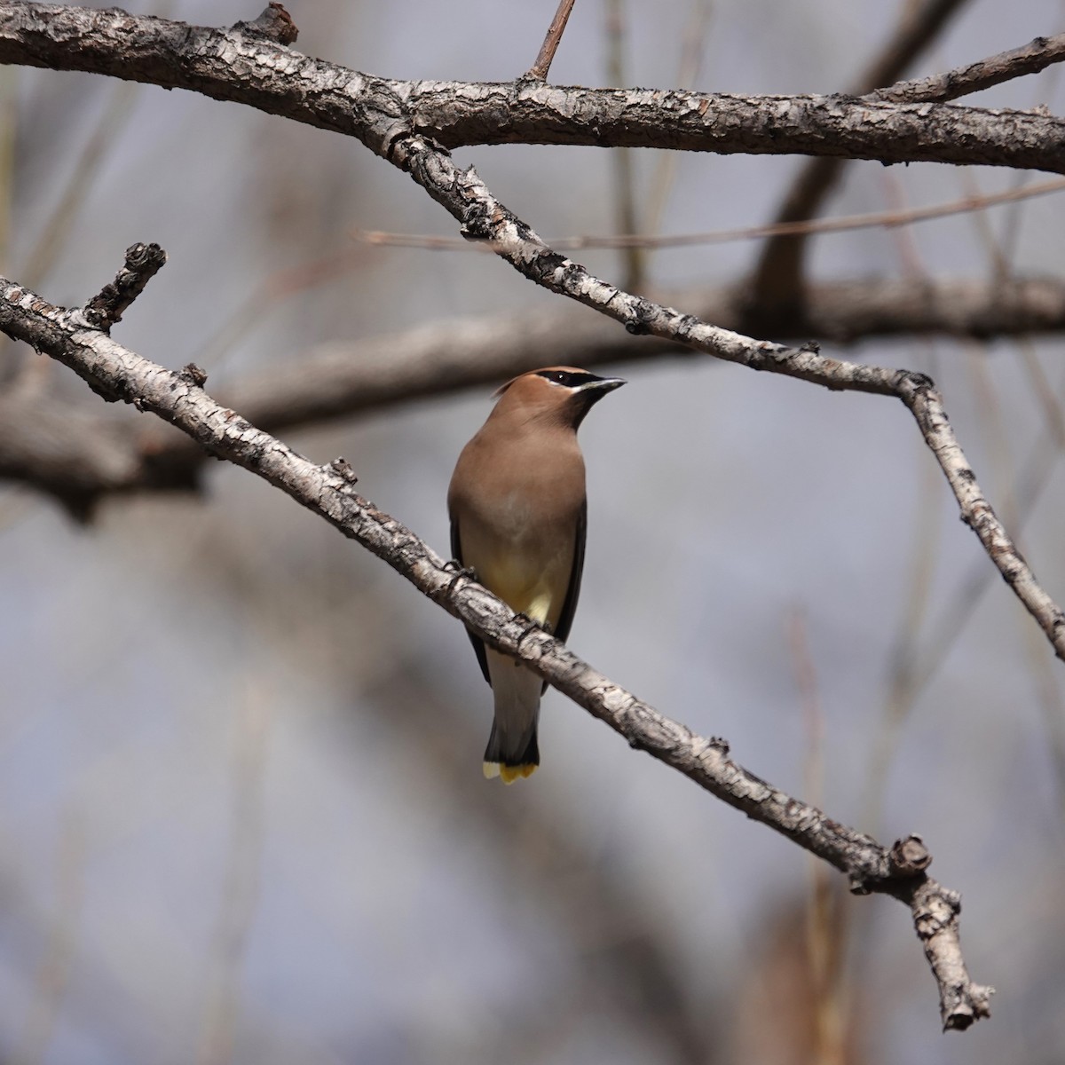 Cedar Waxwing - ML616778787