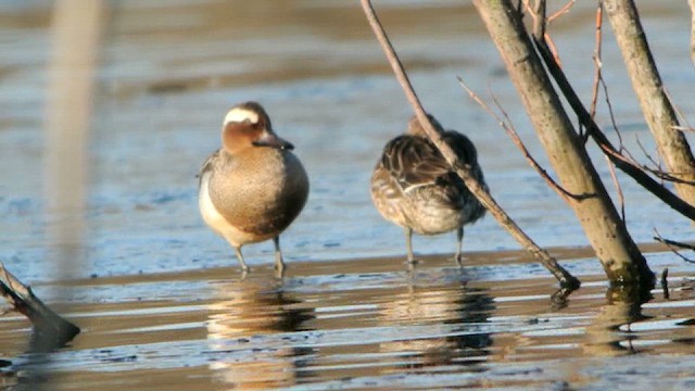 Garganey - ML616778802