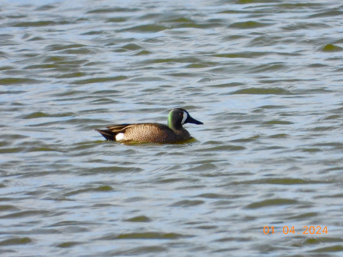 Blue-winged Teal - ML616778818