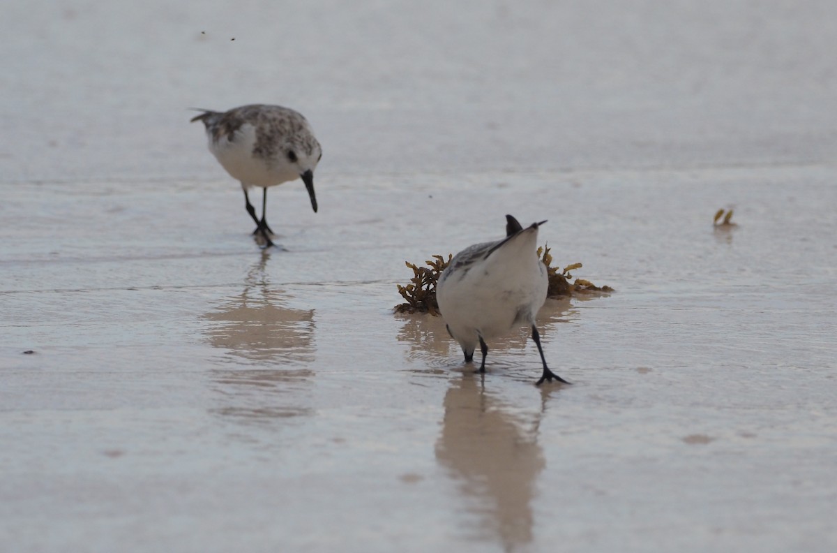 Bécasseau sanderling - ML616778819