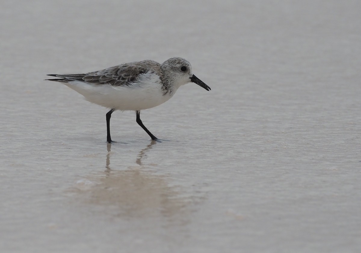 Bécasseau sanderling - ML616778820