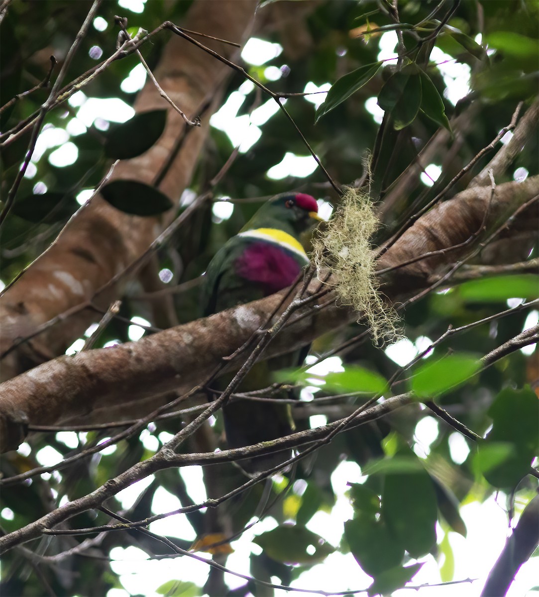 White-breasted Fruit-Dove - ML616778830